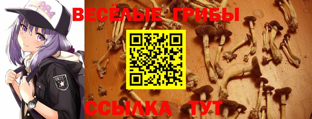 Галлюциногенные грибы Psilocybine cubensis  Дюртюли 